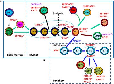 ZBTB Transcription Factors: Key Regulators of the Development, Differentiation and Effector Function of T Cells